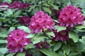 rhododendron