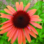 coral-orange-coneflowerMF