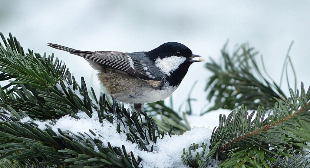 Enjoying a snowy day on an evergreen
