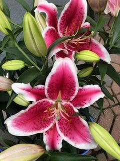 Bayview Garden Nurseries, LLC