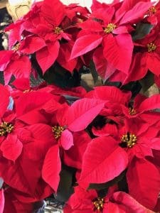 Poinsettias 