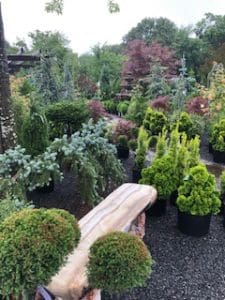 Landscape Shrubs