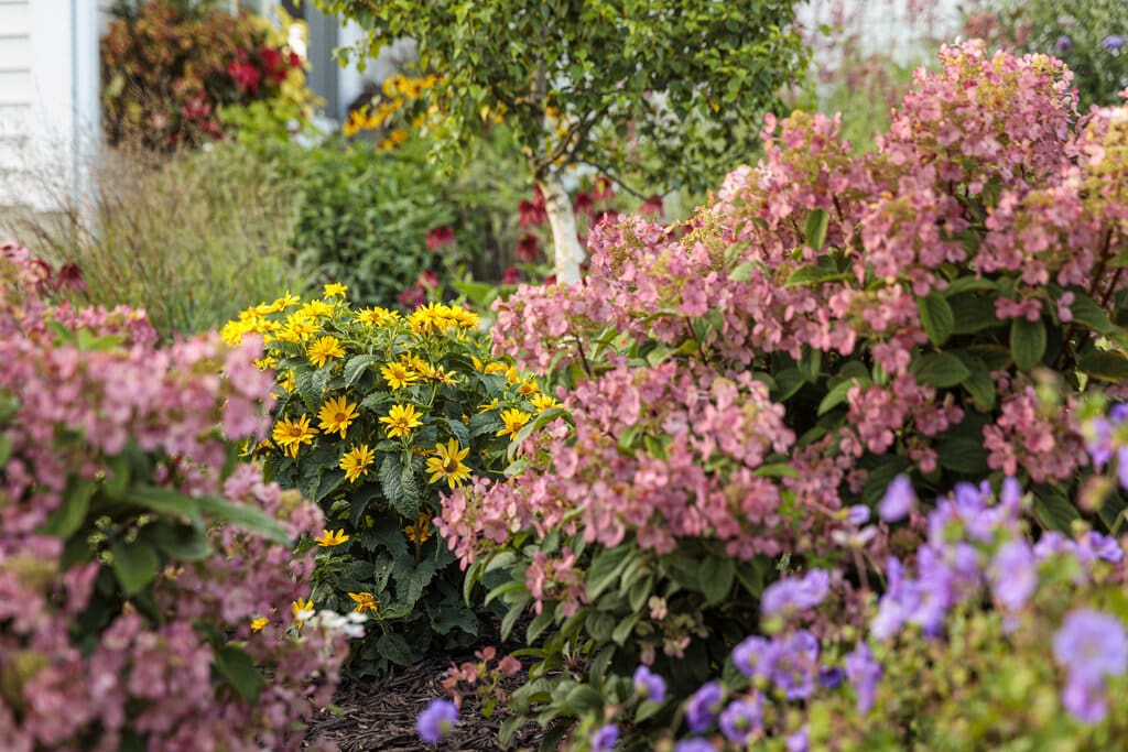 perennial bed