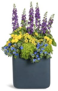 Blue Angelface Angelonia, Blue My Mind Evolvulus, Luscious Royale Lemon Tart Lantana Blue, Yellow and Purple Evolvulus, Lantana And Angelonia in Bluish Gray Container
