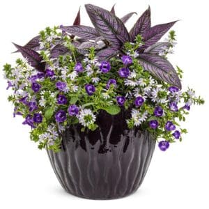 Strobilanthes, Whirlwind Starlight Scaevola, Summer Wave Torenia Shades of Purple Container Garden - Persian Shield, Scaevola, Torenia