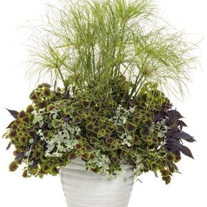 Graceful Grasses King Tut, White Licorice Helichrysum, Sweet Caroline Ipomoea King Tut Grass, White Licorice, Ipomoea in White Ceramic Pot