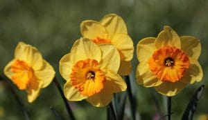 daffodils