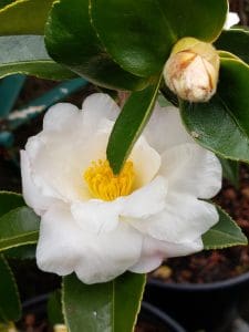 Elaine Lee Camellia