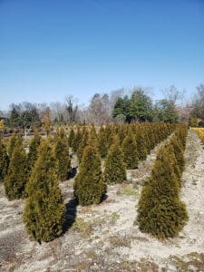 Emerald Green Arborvitae