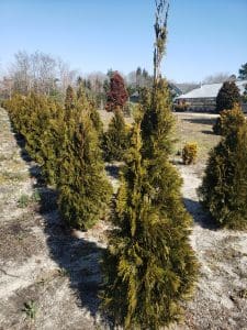 Emerald Green Arborvitae