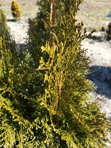 Emerald Green Arborvitae