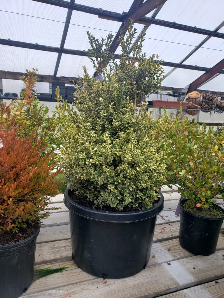 Bayview Garden Nurseries, LLC