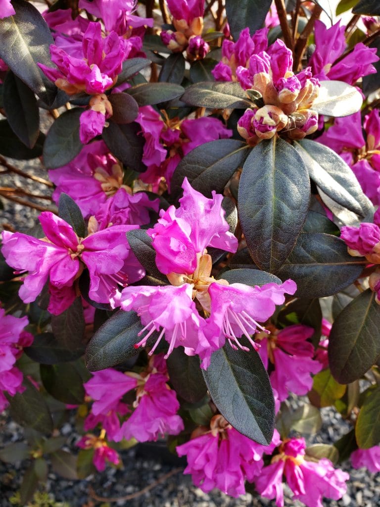 P..J.M. Rhododendron