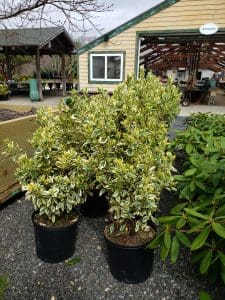 Silver King Euonymus