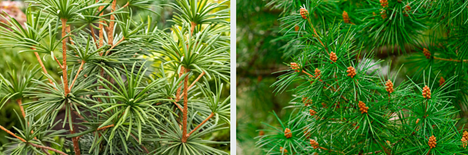 Bayview Garden Nurseries, LLC