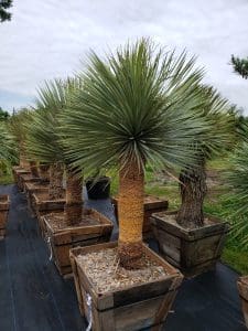 Yucca for Outdoor Landscape