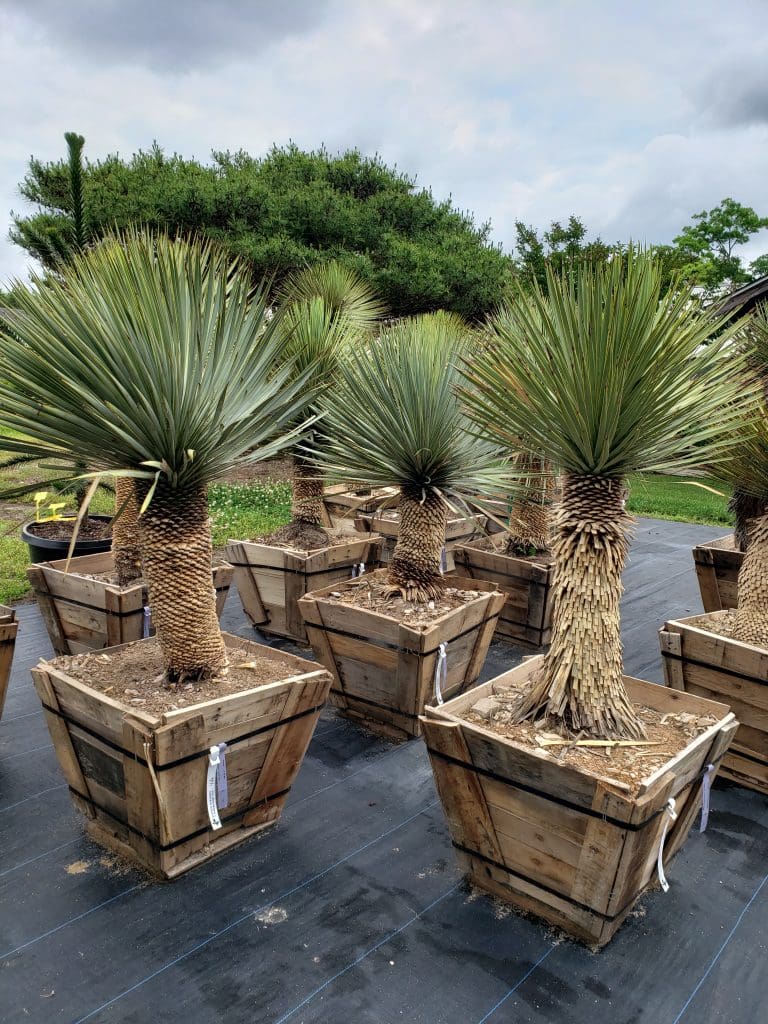 Yucca | Bayview Garden Nurseries, LLC