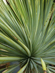 Yucca Leaves