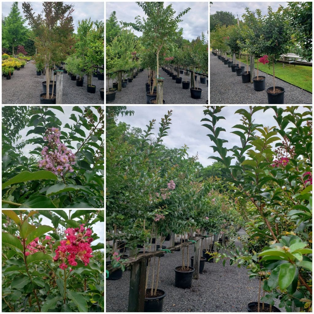 Crape Myrtles